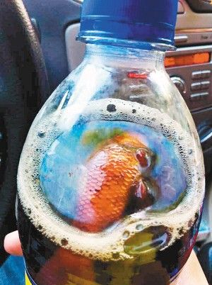 可樂(lè )里喝出死金魚(yú)